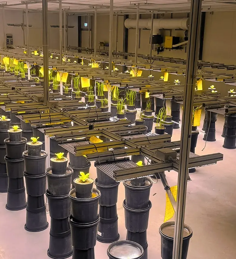 Phytotron Growth Chamber Plant Flow Solutions