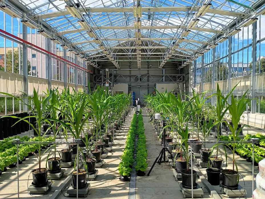 Plant Flow Solutions greenhouse growing plants