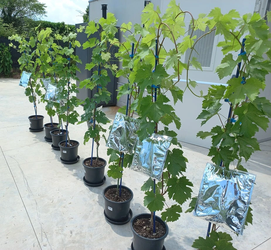 Plant Flow Solutions potted plants in a row