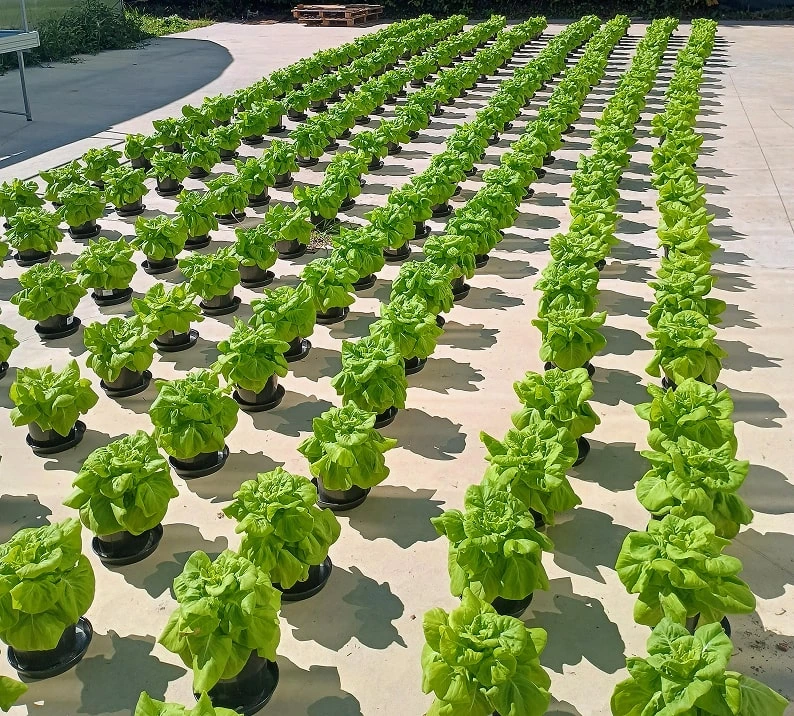 Plant Flow Solutions growing plants